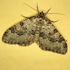 Nebula ibericata