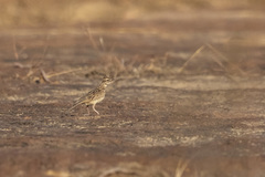 Galerida modesta