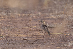 Galerida modesta