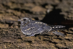 Caprimulgus longipennis