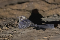 Caprimulgus longipennis