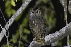 Bubo cinerascens