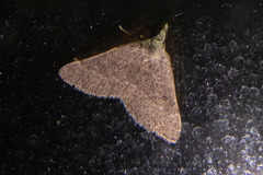 Dichromodes indicataria