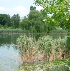 Phragmites australis altissimus