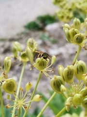 Polistes atrimandibularis