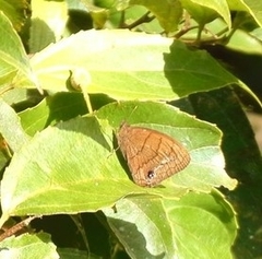 Forsterinaria neonympha image