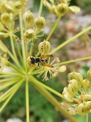 Polistes atrimandibularis