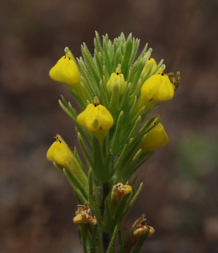 Castilleja lacera