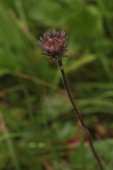 Erigeron eriocalyx