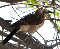 Turdoides gymnogenys