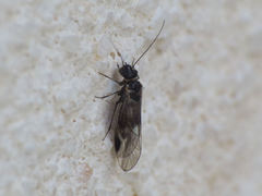 Elipsocus