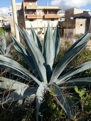 Agave weberi