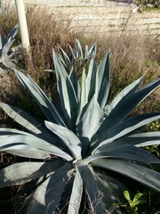Agave weberi