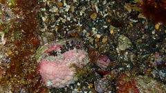 Spondylus senegalensis