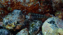 Parablennius goreensis
