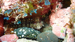 Parablennius goreensis