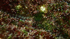 Parablennius goreensis