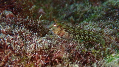 Parablennius goreensis