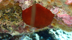Actinia nigropunctata