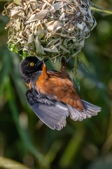 Ploceus castaneofuscus