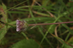 Erigeron eriocalyx
