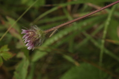 Erigeron eriocalyx