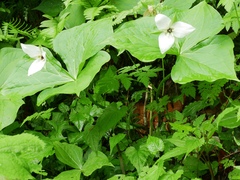 Trillium simile