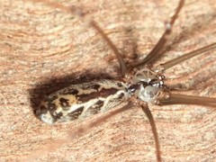 Smeringopus natalensis