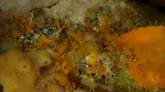 Pycnoclavella communis