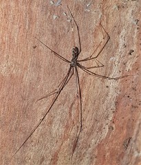 Smeringopus natalensis