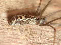 Smeringopus natalensis