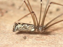 Smeringopus natalensis