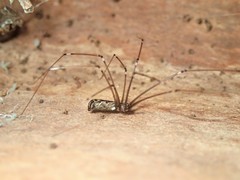 Smeringopus natalensis