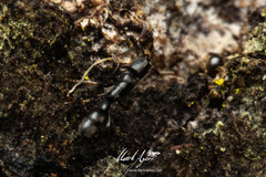 Platythyrea parallela