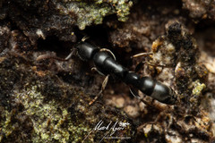 Platythyrea parallela