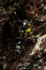 Platythyrea parallela