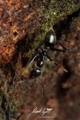 Leptomyrmex burwelli