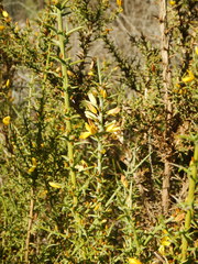 Ulex argenteus subsericeus