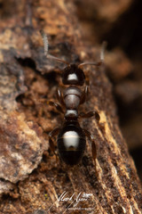 Stigmacros marginata