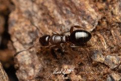 Stigmacros marginata