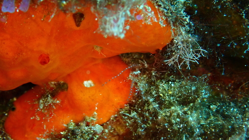 Monostaechas quadridens observed 2021-11-19