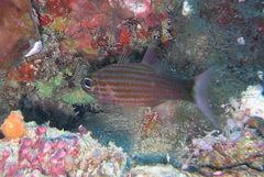 Cheilodipterus artus