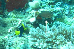 Pycnochromis atripes