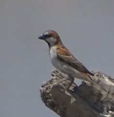 Passer motitensis