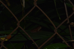 Polypedates leucomystax