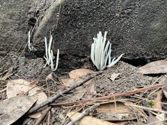 Clavaria alboglobospora