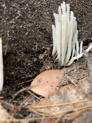 Clavaria alboglobospora