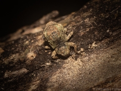 Tychreus sellatus