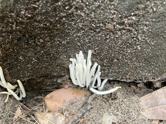 Clavaria alboglobospora