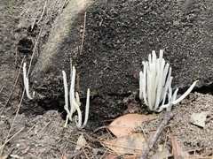 Clavaria alboglobospora